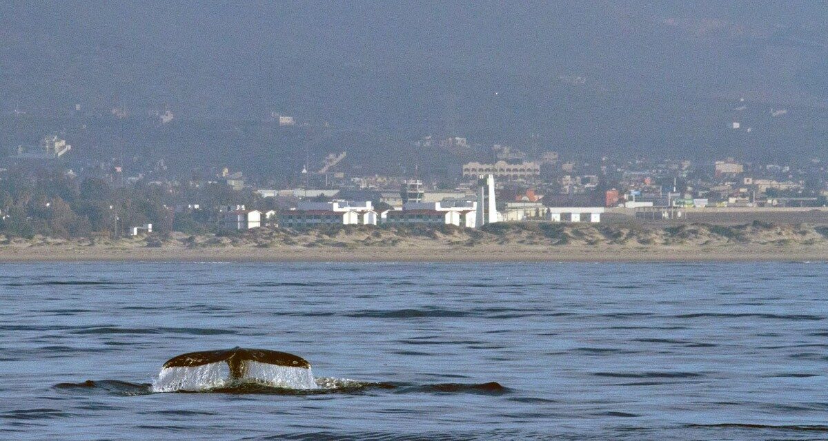 CONTINÚA EL AVISTAMIENTO DE BALLENAS EN LA BAHÍA TODOS SANTOS DE ENSENADA