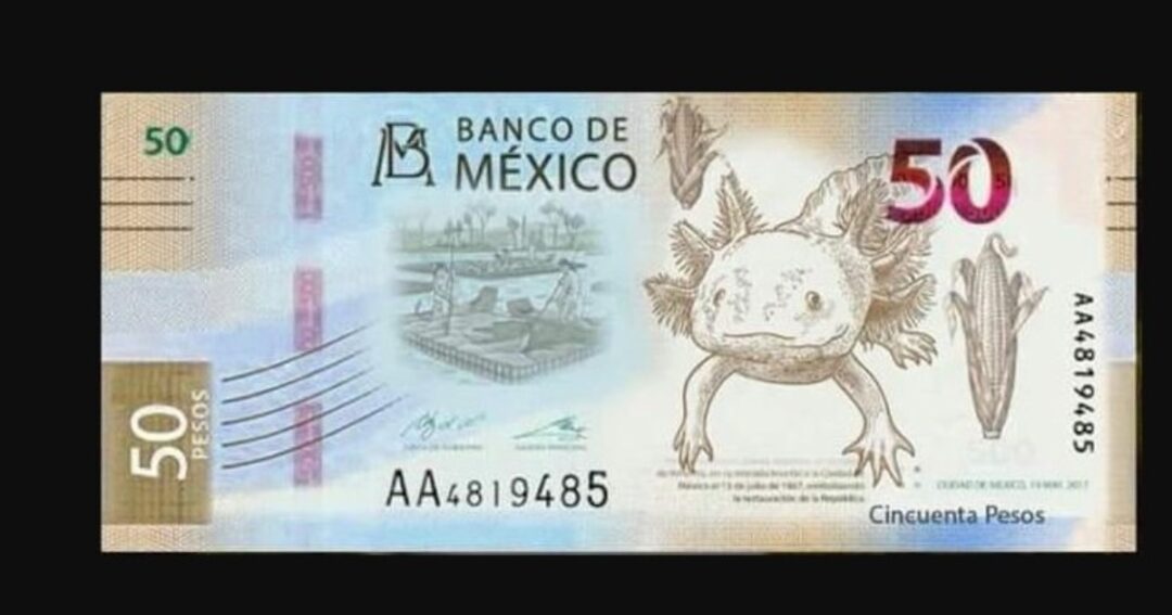 FIEBRE POR EL BILLETE DEL AJOLOTE RECORRE TODO EL MUNDO