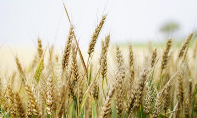 ALCANZA PRECIO DE ALIMENTOS SU MAYOR NIVEL REGISTRADO: FAO