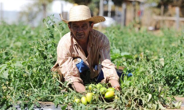 QUIERE VERQOR IMPULSAR LA AGRICULTURA EN MÉXICO