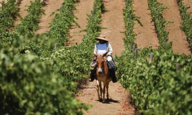 TRABAJAN POR EL ORDENAMIENTO DE LA RUTA ANTIGUA DEL VINO