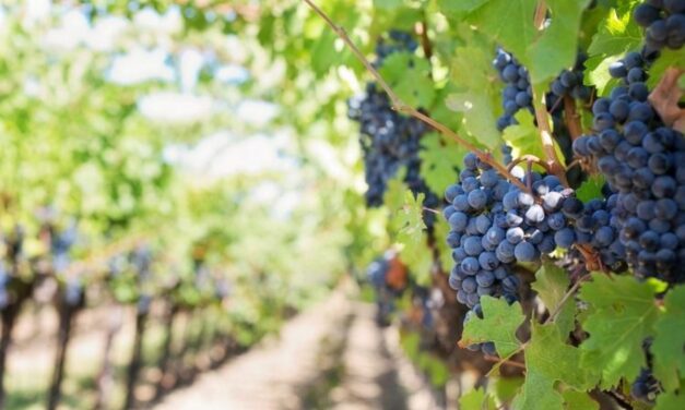 ACUERDAN COMPROMISO PARA OPTIMIZAR EL AGUA EN PRO DEL SECTOR VITIVINICULTOR