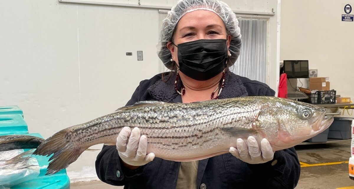 PROMOVERÁN PESCADOS Y MARISCOS DE BAJA CALIFORNIA EN FESTIVAL DE SONORA