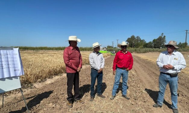 CONTINÚAN SECRETARÍA DEL CAMPO E INIFAP TRABAJANDO EN INVESTIGACIONES PARA MEJORAR EL TRIGO DE BC