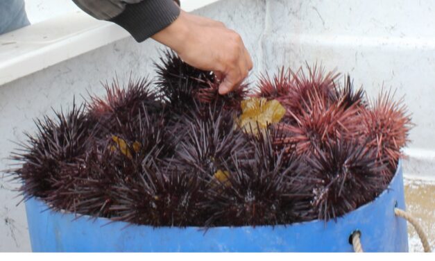 INICIA 1 DE JULIO TEMPORADA DE ERIZO DE MAR: SEPESCA