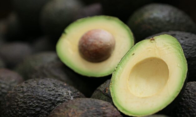 INICIÓ JALISCO SU EXPORTACIÓN DE AGUACATE A EU