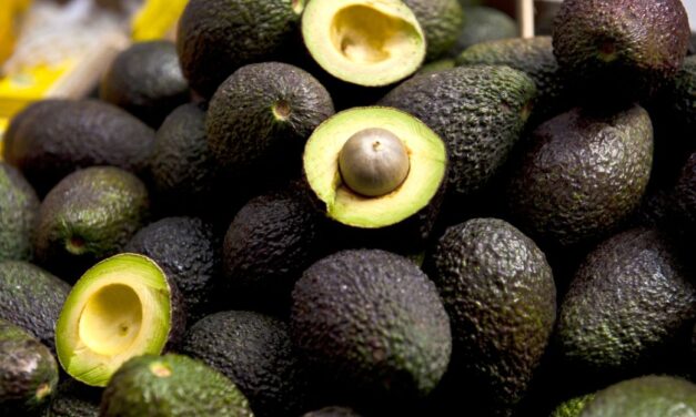 AUTORIZÓ EUA INGRESO DEL AGUACATE DE JALISCO