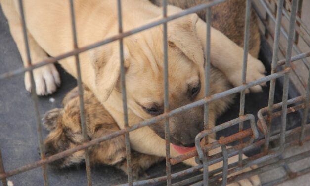 AUMENTAN LAS ADOPCIONES EN EL CENTRO DE CONTROL ANIMAL DE TIJUANA