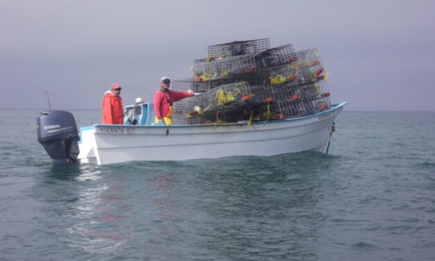 INICIA TEMPORADA LANGOSTERA EN BAJA CALIFORNIA: SEPESCA