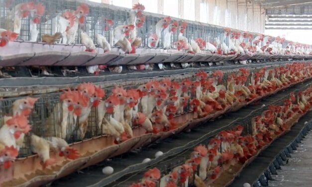DETECTARON EN GRANJA DE NUEVO LEÓN CEPA DE H5N1