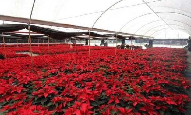 CDMX PRODUCIRÁ MÁS DE 3 MILLONES DE FLORES DE NOCHEBUENA