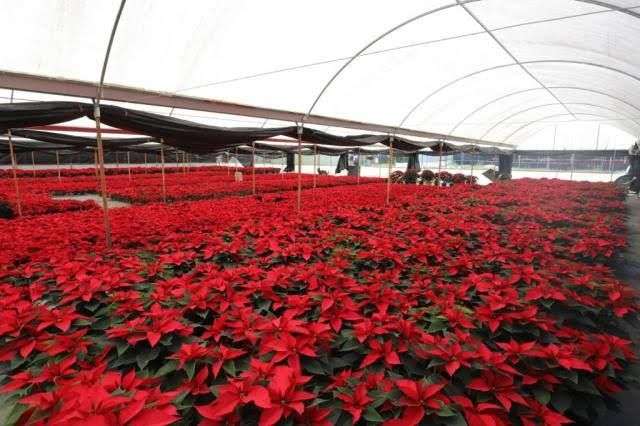 CDMX PRODUCIRÁ MÁS DE 3 MILLONES DE FLORES DE NOCHEBUENA