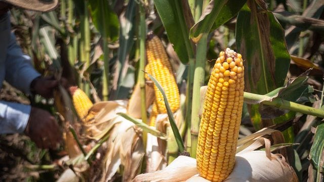 REVISARÁ EU PROPUESTA DE MÉXICO ANTE BLOQUEO DE MAÍZ TRANSGÉNICO