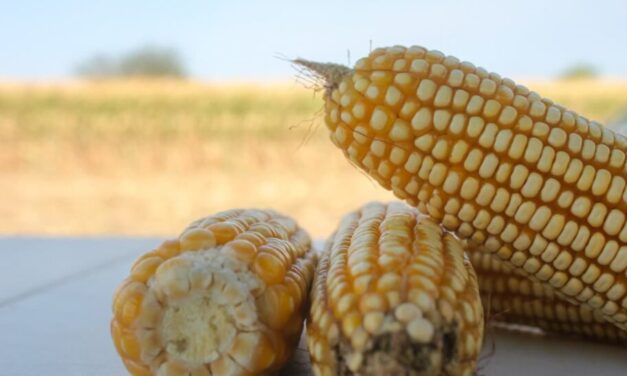 IMPULSA SECRETARÍA DEL CAMPO RECONVERSIÓN PRODUCTIVA DE 922.5 HECTÁREAS EN EL VALLE DE MEXICALI