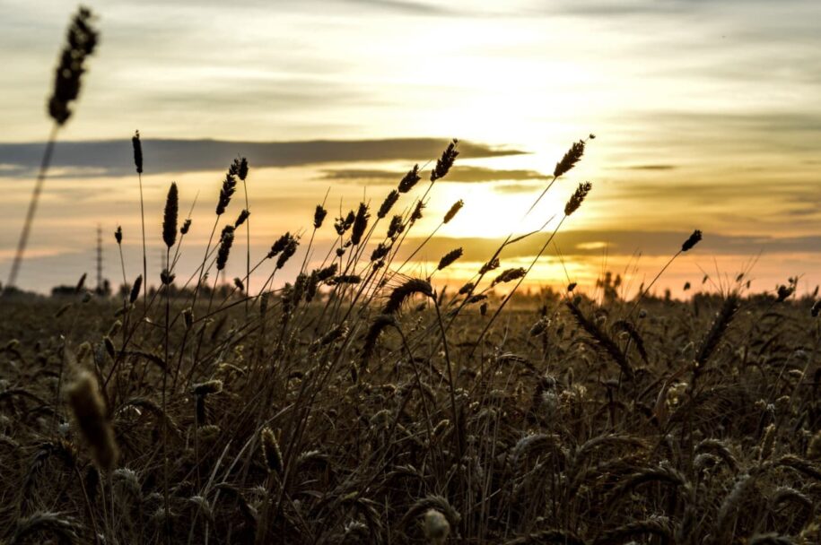 REGISTRÓ PIB AGROPECUARIO DE BC CERCA DE 15 MIL MDP