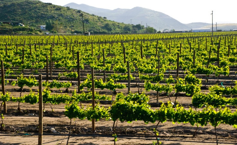 DEBE PRIORIZARSE LA VOCACIÓN AGRÍCOLA DEL VALLE DE GUADALUPE