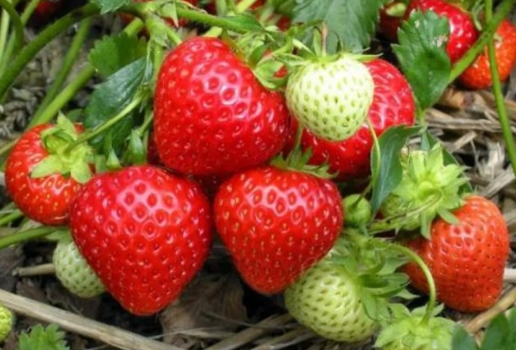 GENERARON BERRIES Y HORTALIZAS DE ZONA COSTA 15 MIL 853 MDP