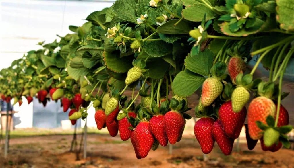 GENERÓ LA PRODUCCIÓN DE FRESA EN BC 3 MIL 977 MDP