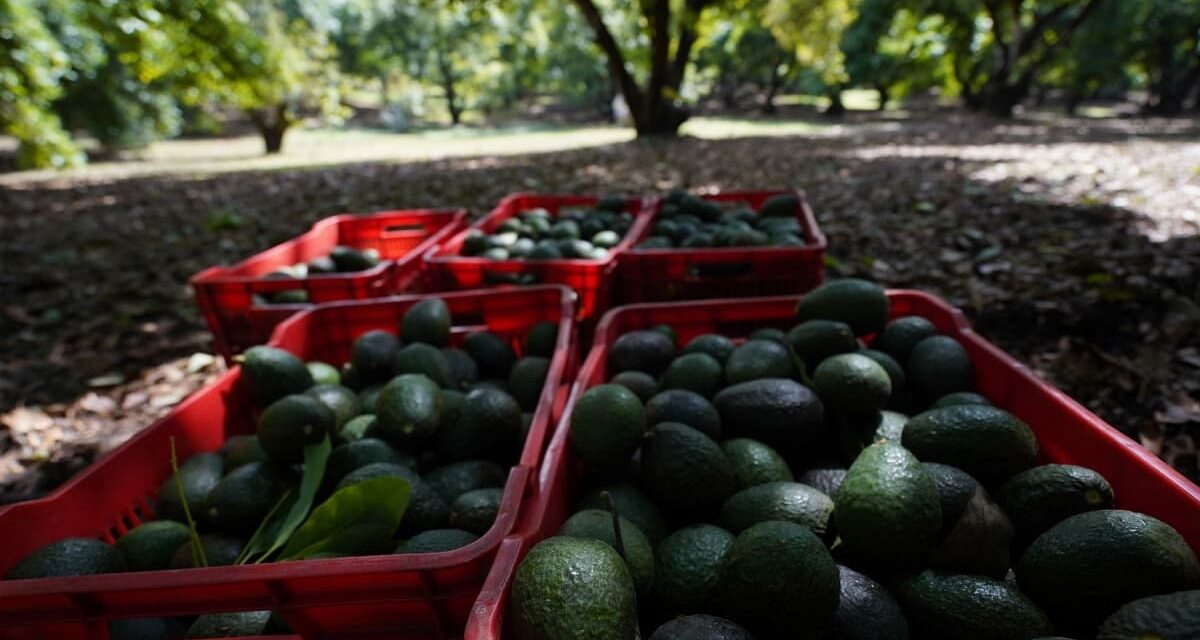 ES LA CERVEZA, EL TEQUILA Y AGUACATE LO QUE MÁS EXPORTA MÉXICO A EU