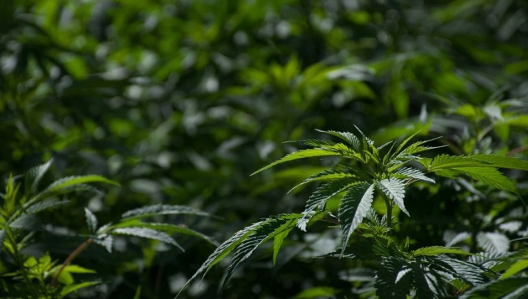 OTORGA COFEPRIS PERMISO A XEBRA BRANDS PARA NEGOCIO DE CANNABIS EN MÉXICO
