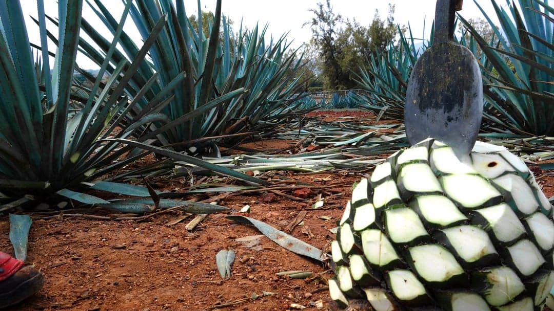 LE GUSTA A JAPÓN EL TEQUILA MEXICANO
