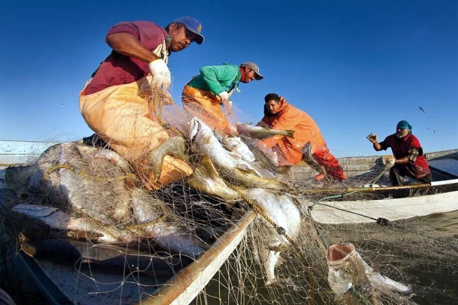 AUMENTA UN 10.7% EXPORTACIONES AGRO Y PESQUERAS DE MÉXICO
