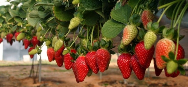 SON SEGURAS LAS FRESAS DE BC