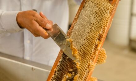 OCUPA MÉXICO 8VO LUGAR MUNDIAL EN PRODUCCIÓN DE MIEL
