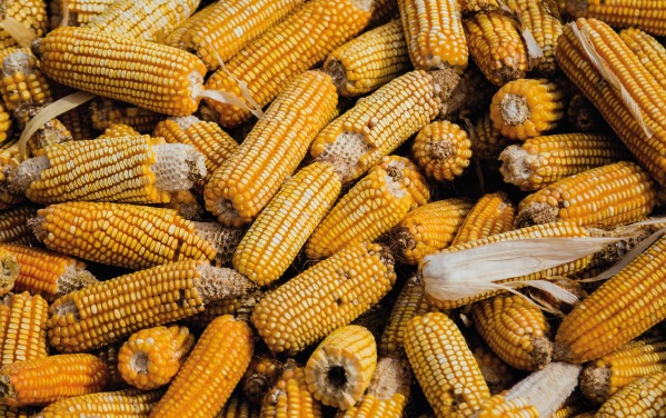IMPACTARÁ INFLACIÓN EN MÉXICO LA CONTROVERSIA POR MAÍZ TRANSGÉNICO