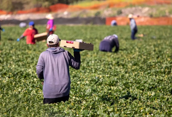 CATALOGAN COMO MISIÓN IMPOSIBLE LA AUTOSUFICIENCIA ALIMENTARIA PARA MÉXICO