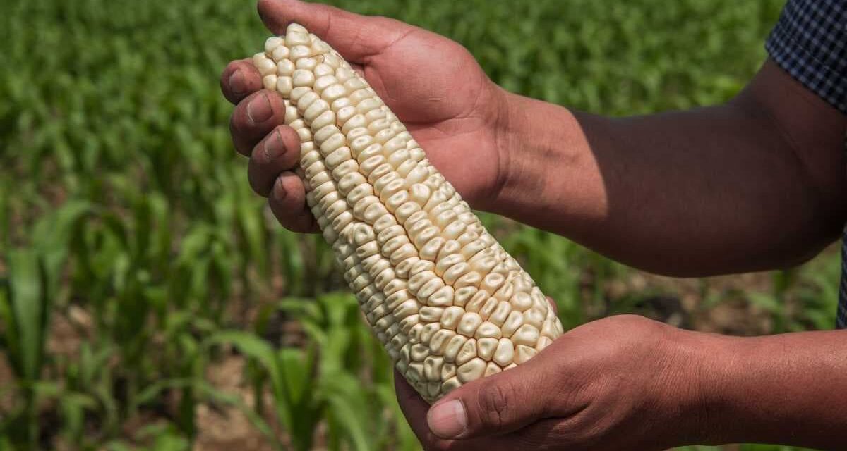 REGISTRA MÉXICO NUEVO RÉCORD EN IMPORTACIONES DE MAÍZ DE EU