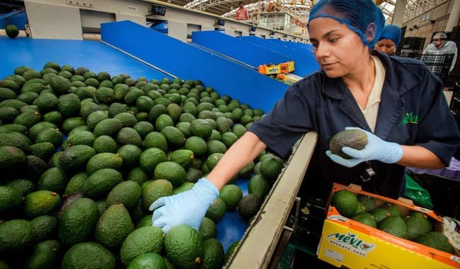 Exportó México cerca de mil 400 mde en agroalimentos a la Unión Euorpea