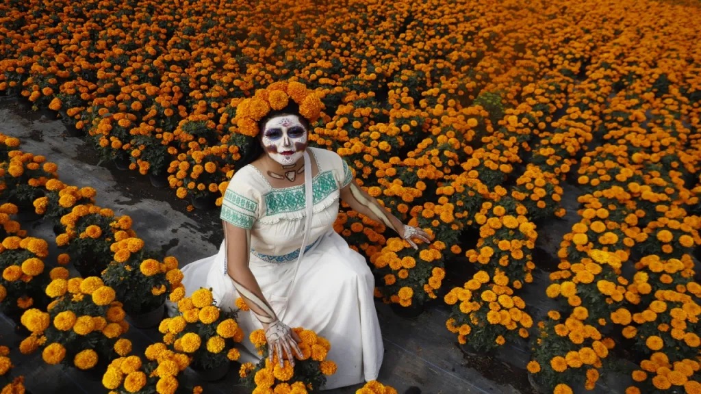 Pronostican derrama económica de 100 mdp en la producción de cempasúchil