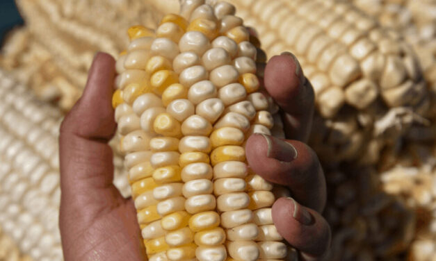 Lograron exportaciones agroalimentarias superávit por 6 mil 194 mdd