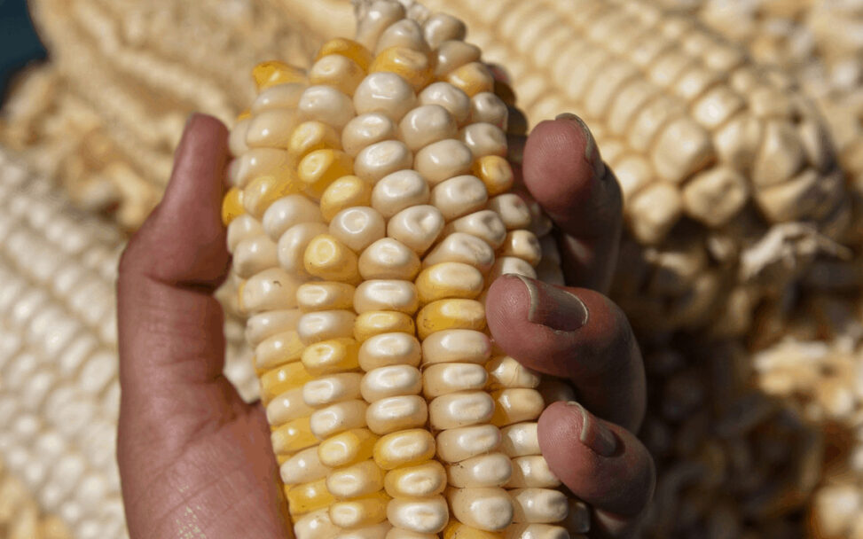 Lograron exportaciones agroalimentarias superávit por 6 mil 194 mdd