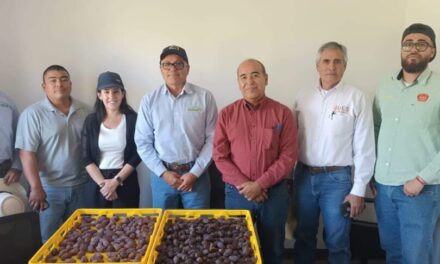 Está todo listo para el II Festival de la Palma Datilera