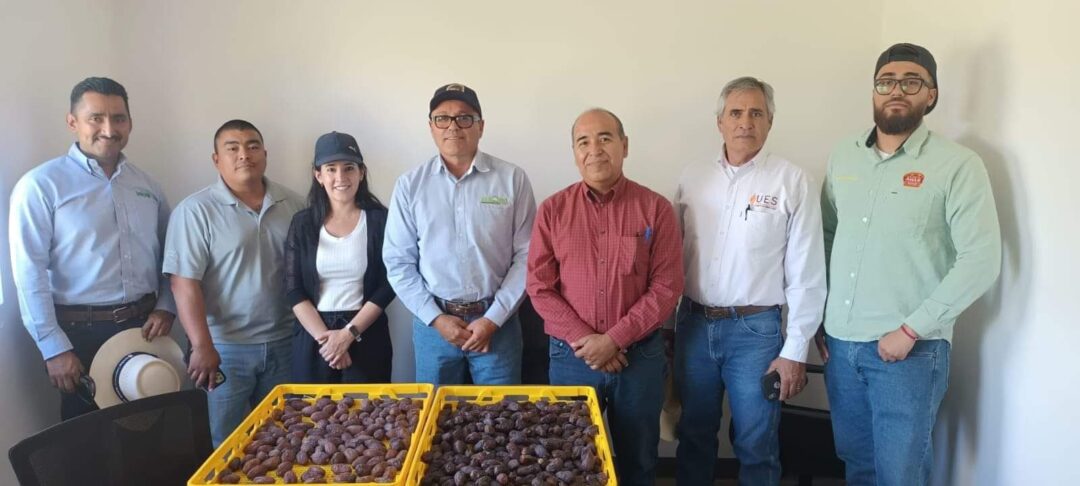 Está todo listo para el II Festival de la Palma Datilera