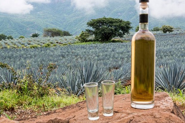 Impulsan tequila, cerveza y ganado las exportaciones agroalimentarias de México