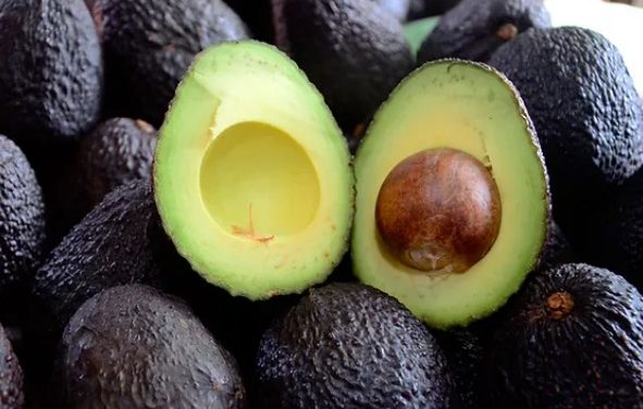 Registró exportación de aguacate mexicano en 2023 su peor caída en 13 años