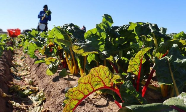 Preocupa al Consejo Agrícola de BC la derogación de estímulos fiscales