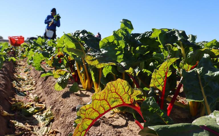 Preocupa al Consejo Agrícola de BC la derogación de estímulos fiscales