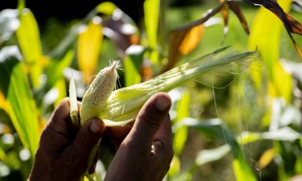 Proyecta México producir 800 mil toneladas de maíz en 2024