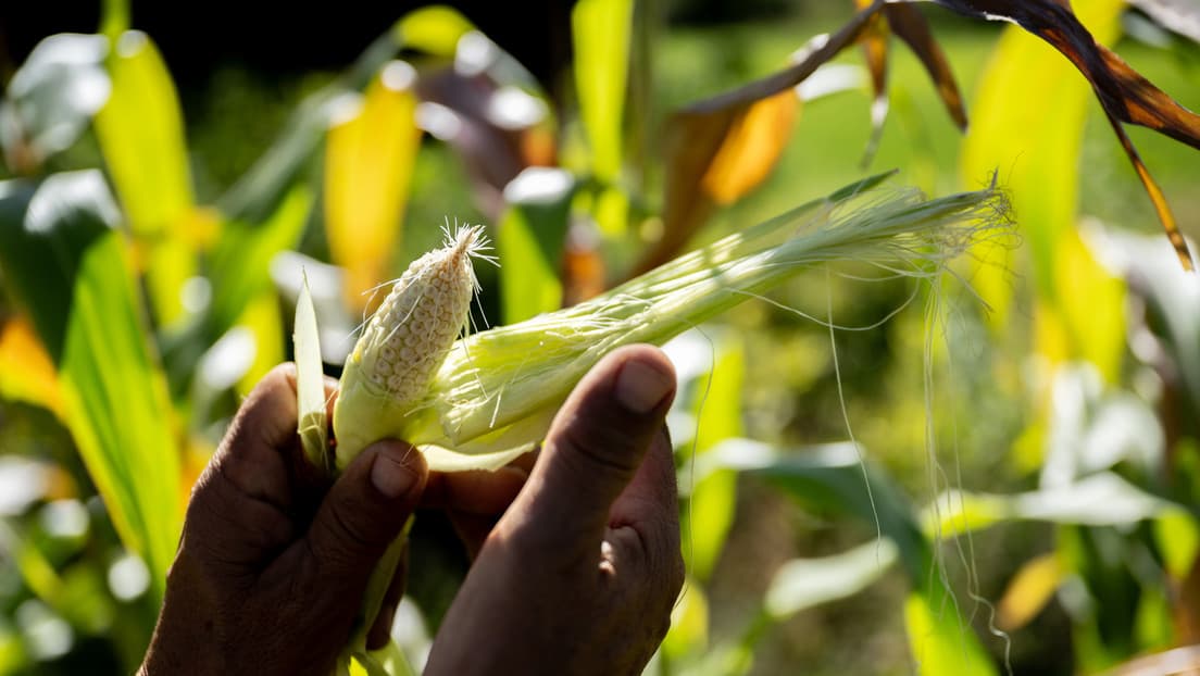 Proyecta México producir 800 mil toneladas de maíz en 2024