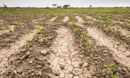 Se reducirá la producción agroalimentaria en México por la sequía