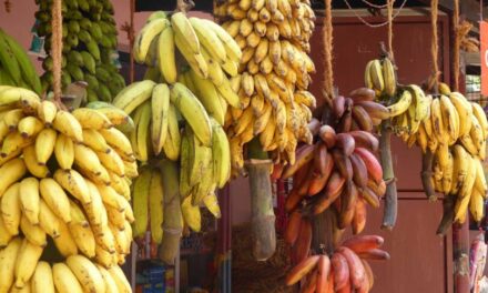 Se exporta a Japón, EU y Canada el plátano mexicano