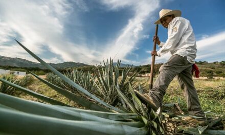 Cumplió 50 años la denominación de origen del tequila