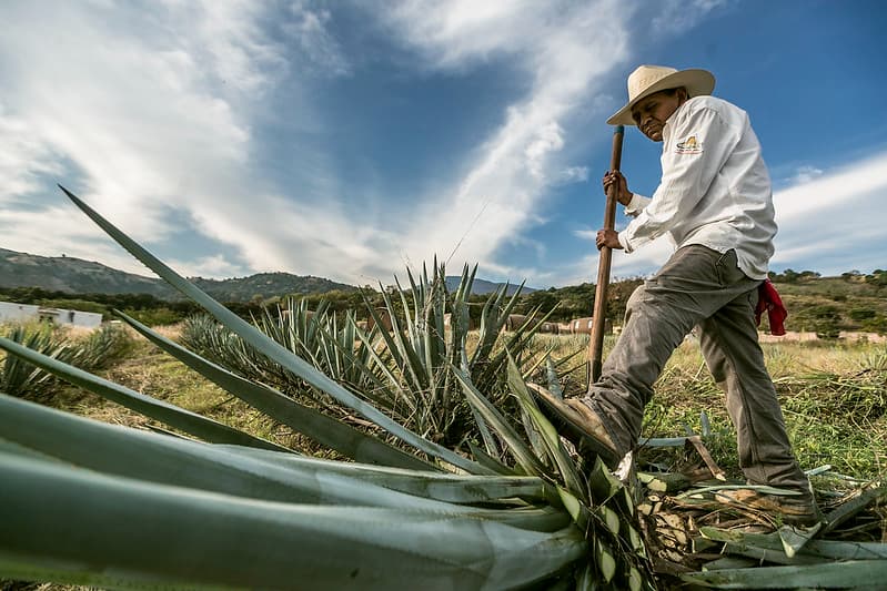 Cumplió 50 años la denominación de origen del tequila