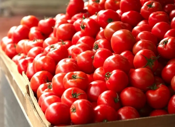 Eliminó EU restricción a importaciónes de tomate mexicano