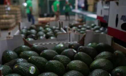 Pierde México 7.66 mdd diarios por suspensión de exportación de aguacate a EU