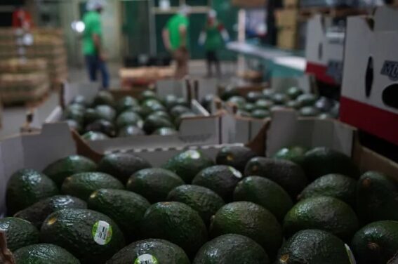 Pierde México 7.66 mdd diarios por suspensión de exportación de aguacate a EU
